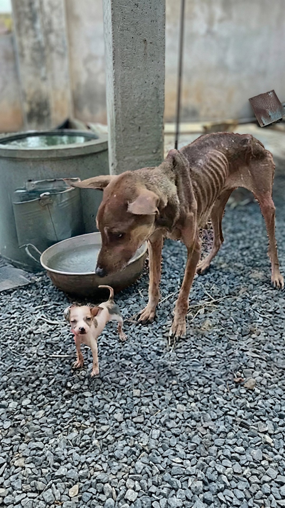 Rescue Team Finds Starving Mother Dog and Her Last Puppy in a Dark Enclosure