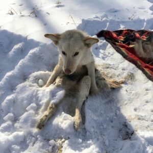Lunka's Triumph: Paralyzed Puppy Stands After 150 Days of Healing