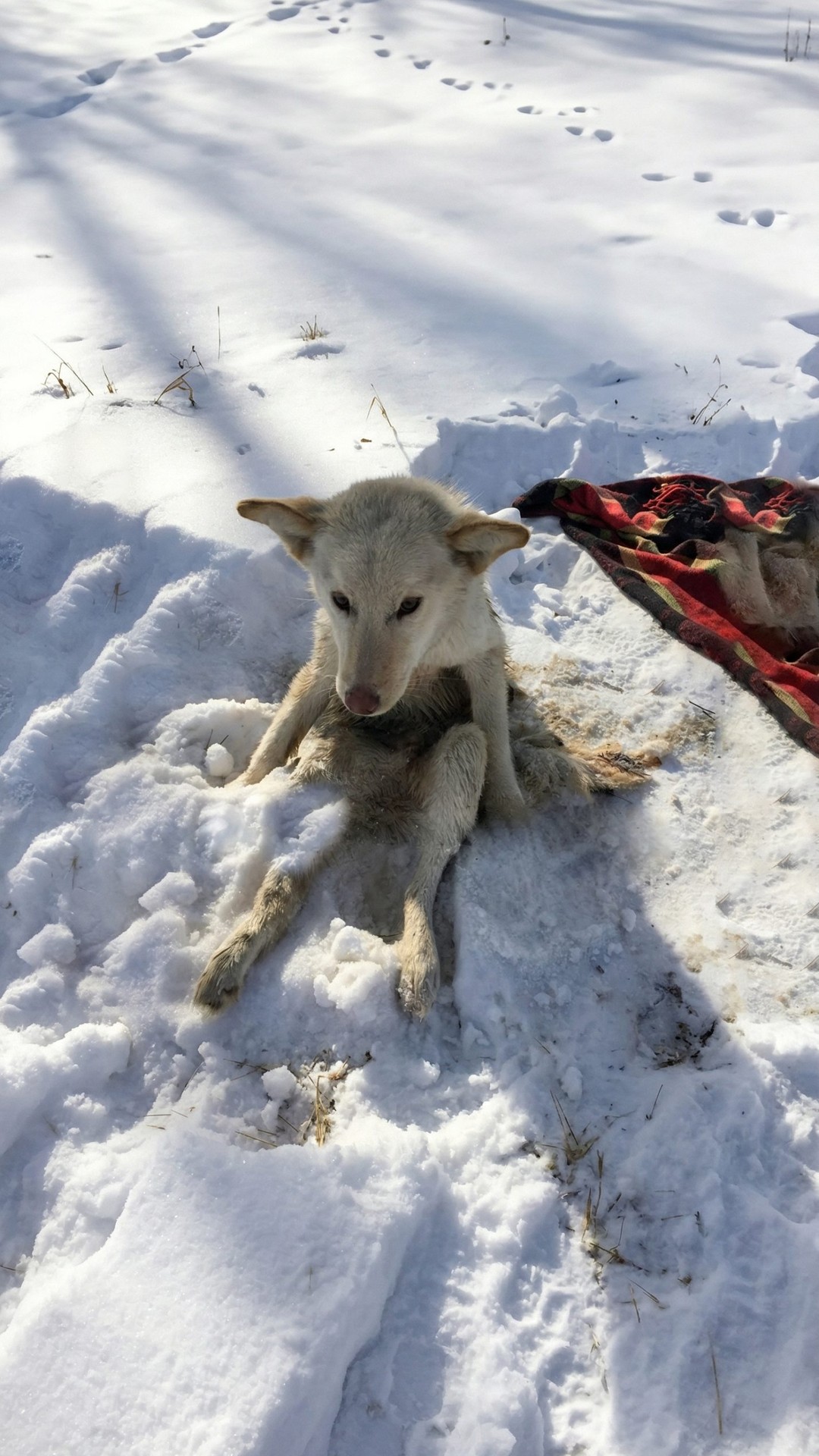 Lunka's Triumph: Paralyzed Puppy Stands After 150 Days of Healing