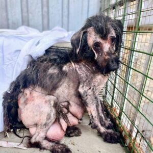 Lillian's Journey: From Grief by the Highway to a Loving Home
