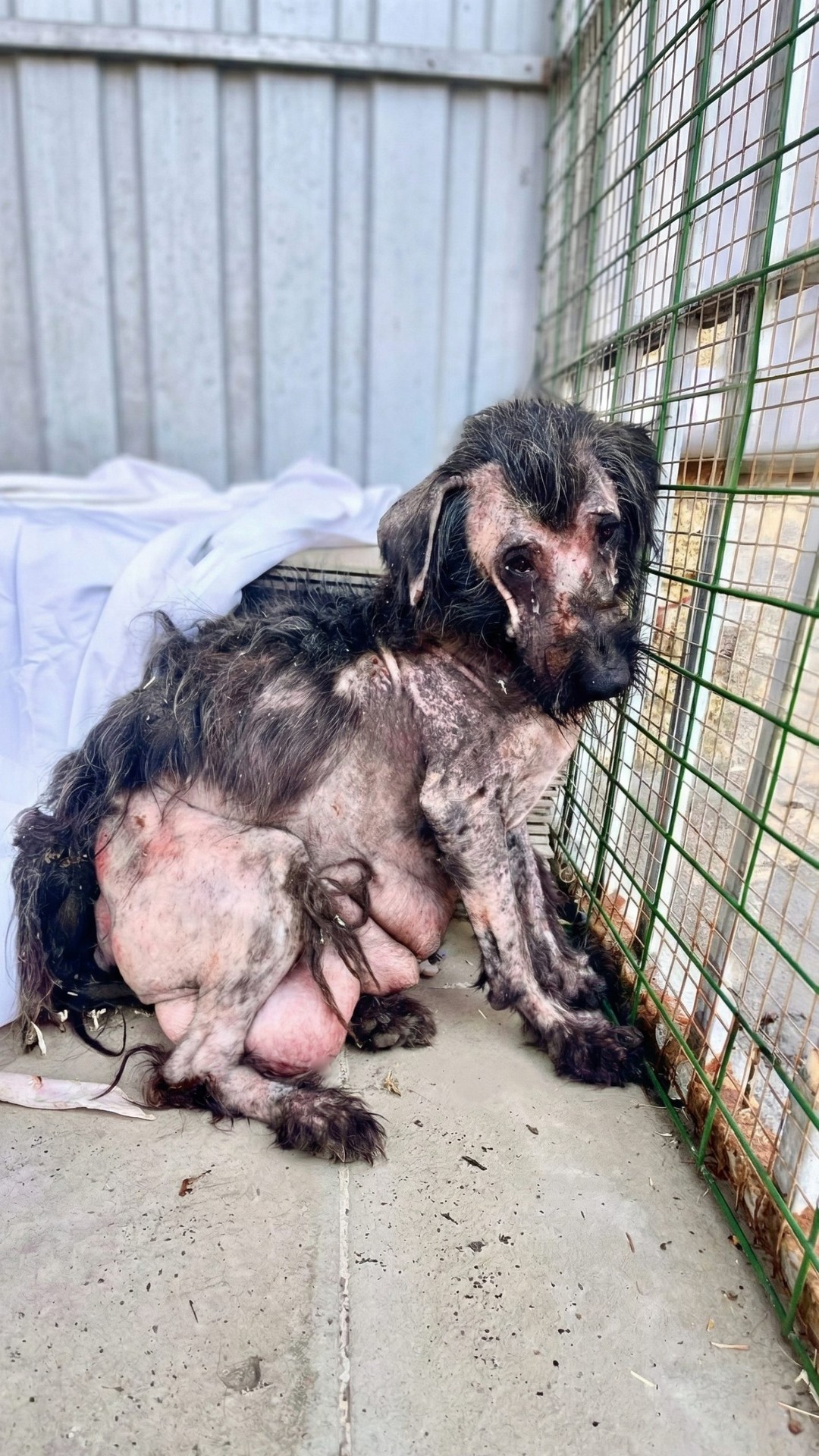 Lillian's Journey: From Grief by the Highway to a Loving Home