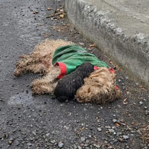 Rescue Progress: From a Busy Highway to a Safe Reunion in 18 Hours