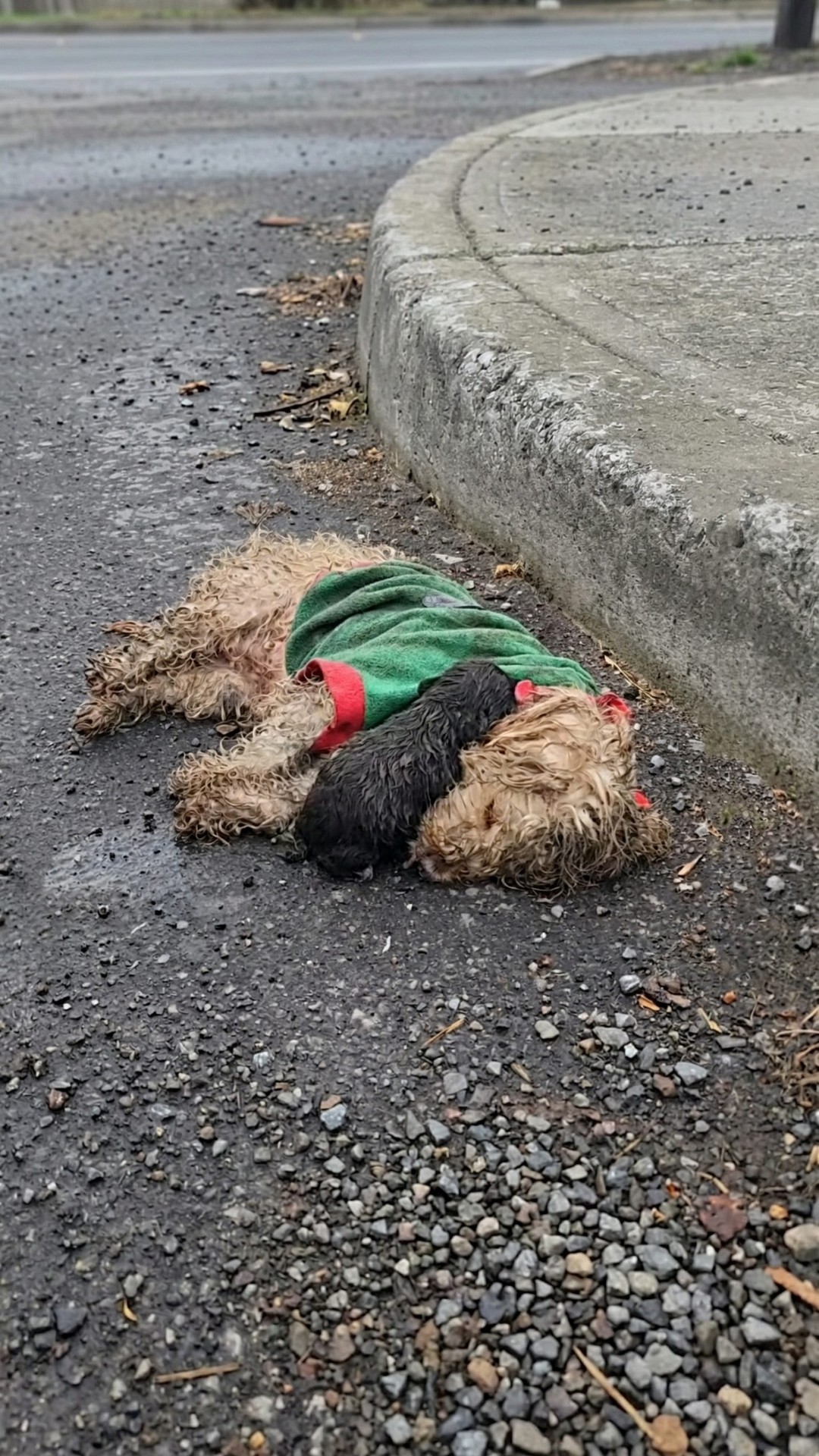 Rescue Progress: From a Busy Highway to a Safe Reunion in 18 Hours