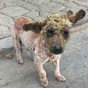 From Abandoned to Adored: Pobrecito’s Transformation into Buddy