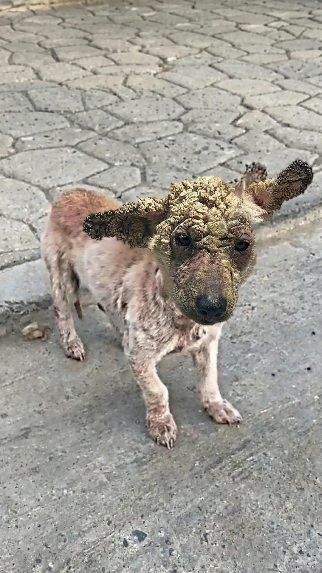 From Abandoned to Adored: Pobrecito’s Transformation into Buddy
