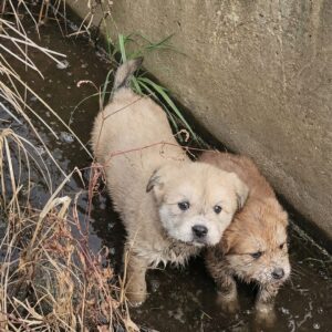 Rescue Team Pulls Two Puppies from Freezing Concrete Drainage Canal