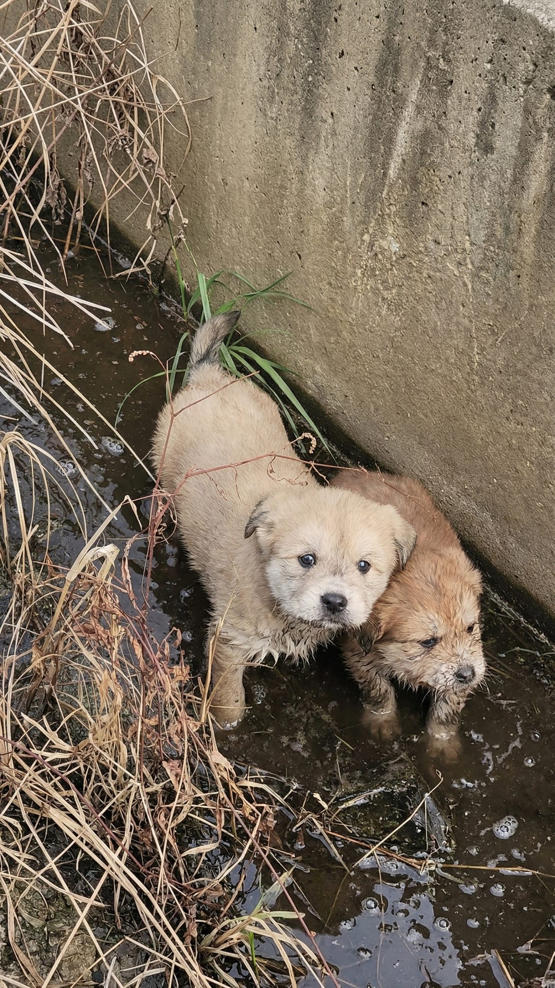 Rescue Team Pulls Two Puppies from Freezing Concrete Drainage Canal