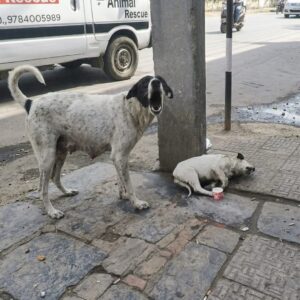 Rescue Team Finds Paralyzed Puppy Toggle on a Dusty Roadside