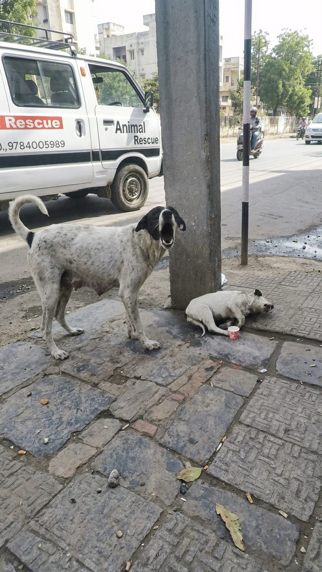 Rescue Team Finds Paralyzed Puppy Toggle on a Dusty Roadside