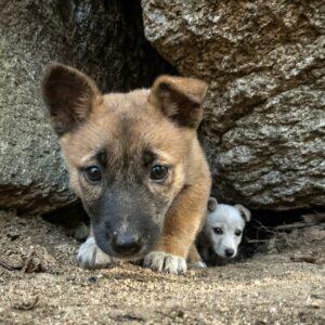 Bokdung's Brave Stand: Shielding Her Puppies from Insects in a Mountain Cave