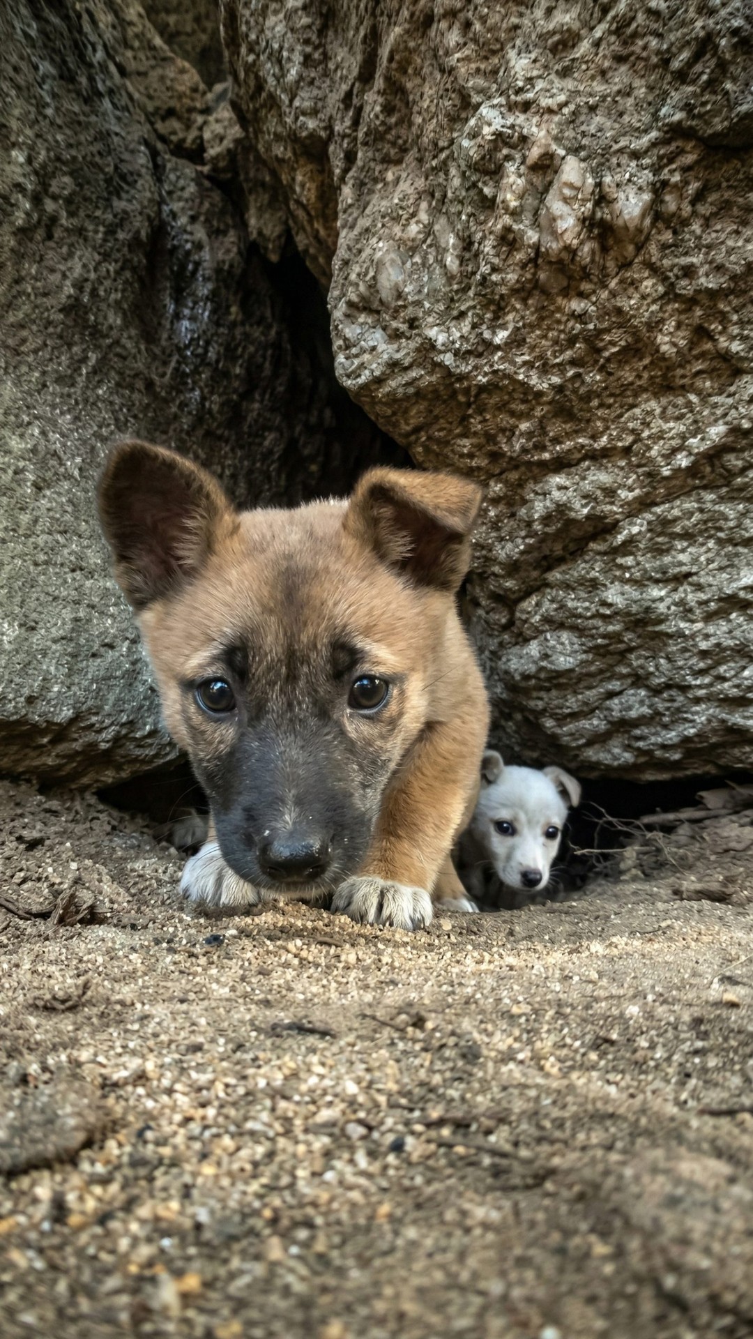 Bokdung's Brave Stand: Shielding Her Puppies from Insects in a Mountain Cave