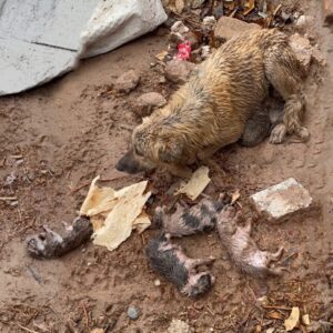 Rescue Team Saves Sadie and Her Surviving Puppies from Freezing Floodwaters