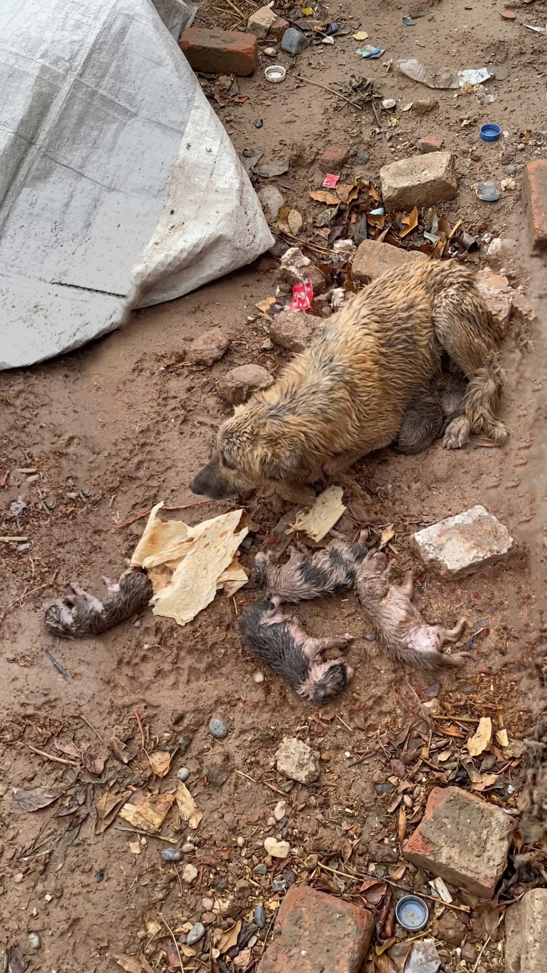 Rescue Team Saves Sadie and Her Surviving Puppies from Freezing Floodwaters