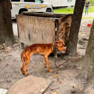 Justice's Journey: From a Heavy Rope to Confident Steps in Sunshine
