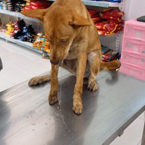 A Dog’s Fragile Trust Shines During His Quiet Rescue Moment