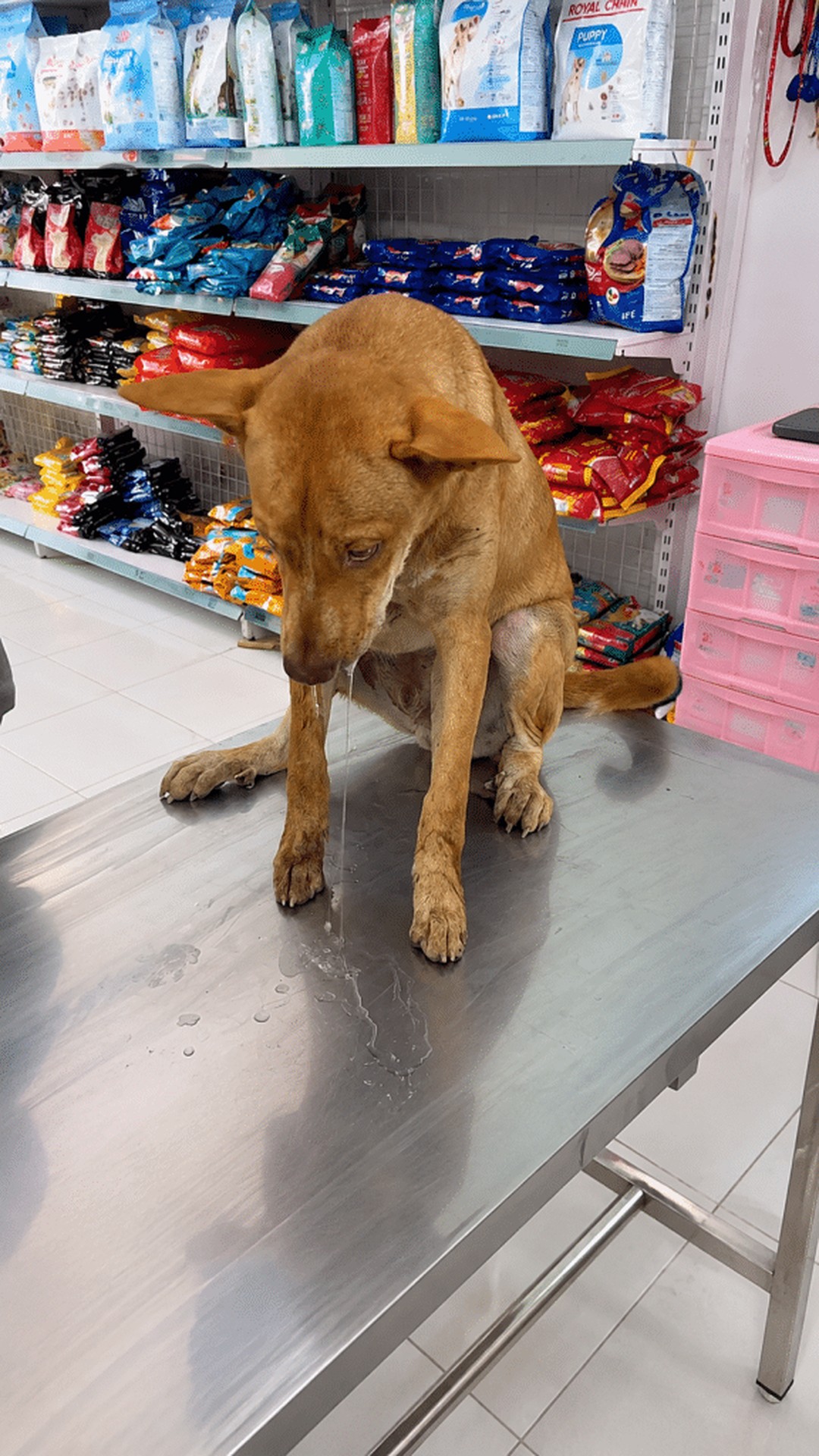A Dog’s Fragile Trust Shines During His Quiet Rescue Moment