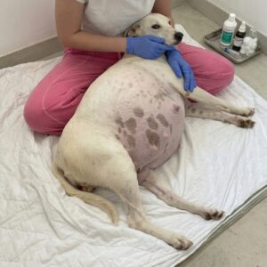 From Abandoned on Christmas Eve to Nurturing Fourteen New Lives