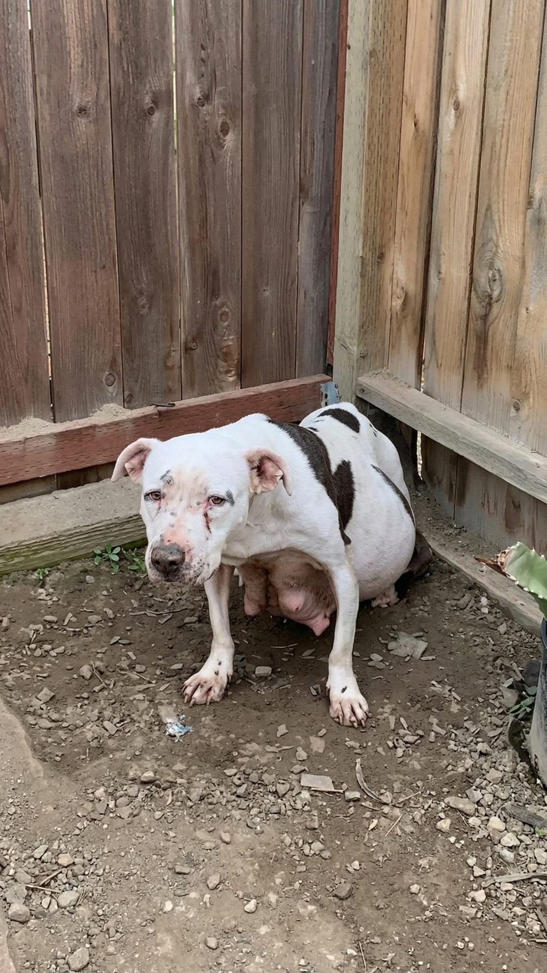 Nine Puppies Born After Heavily Pregnant Dog Seeks Shelter in a Garden