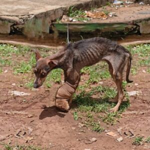 Rescue Team Discovers Hero, a Dog Left Behind with a Swollen Leg