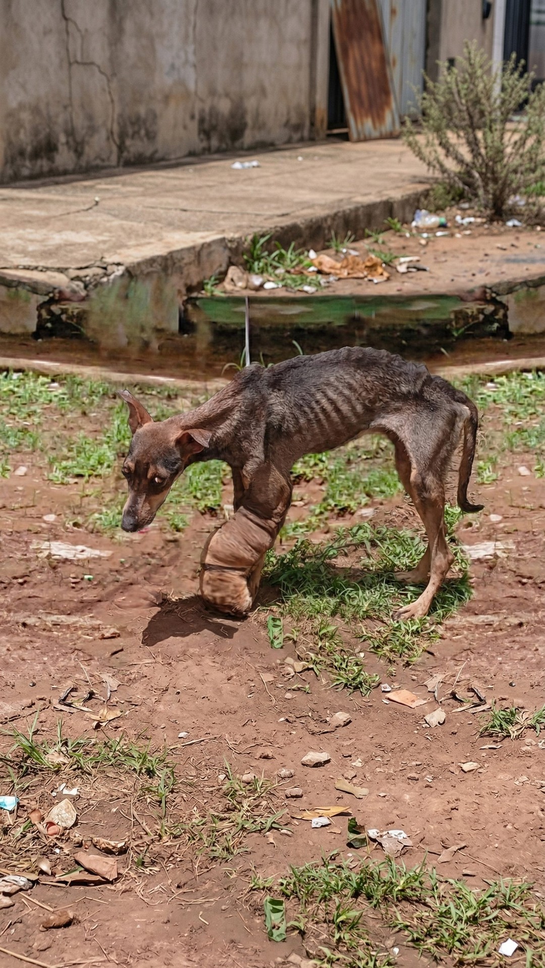 Rescue Team Discovers Hero, a Dog Left Behind with a Swollen Leg
