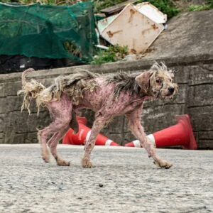 Barnaby's Healing Journey: From the Streets to Safety After a Year of Suffering