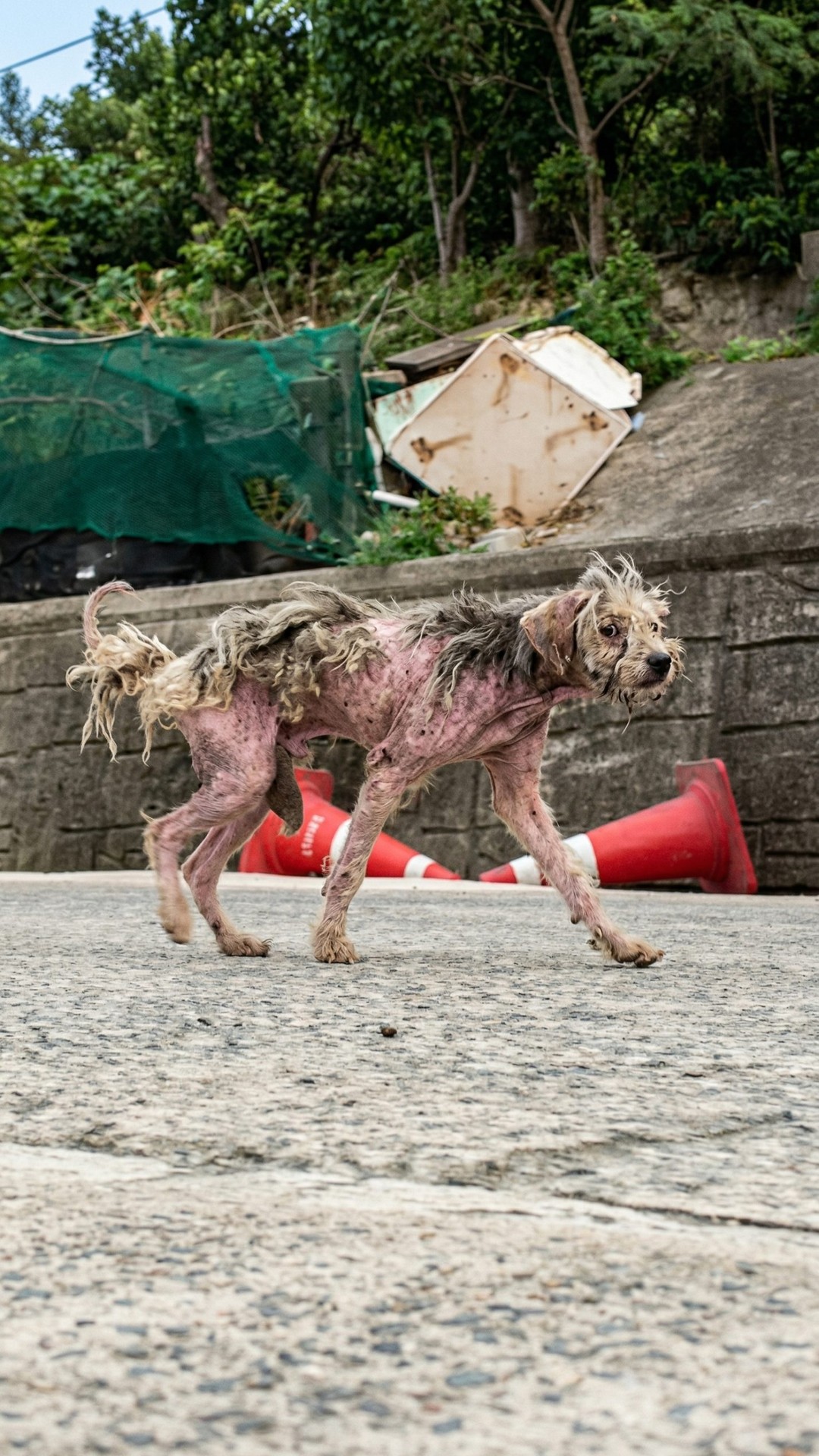Barnaby's Healing Journey: From the Streets to Safety After a Year of Suffering