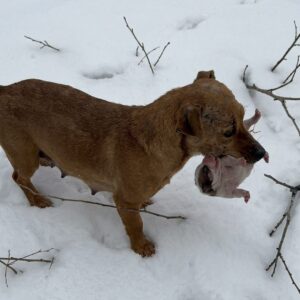 Rescue Progress: Bella and Her Newborn Puppy Recover After a Bitter Winter Night
