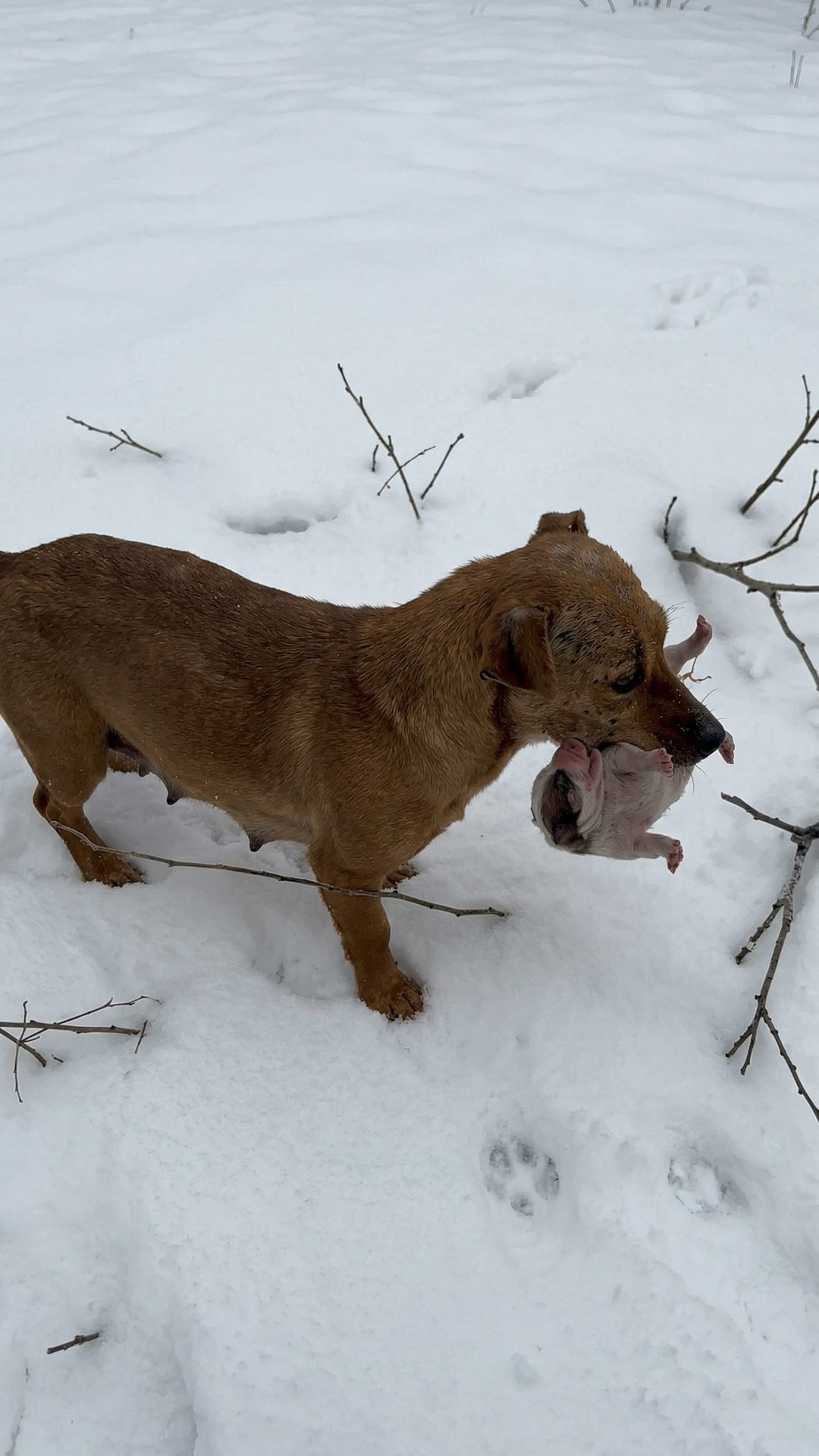 Rescue Progress: Bella and Her Newborn Puppy Recover After a Bitter Winter Night