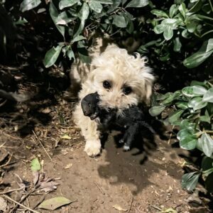 From the Bushes to Safety: A Stray Family's Fight Against Separation