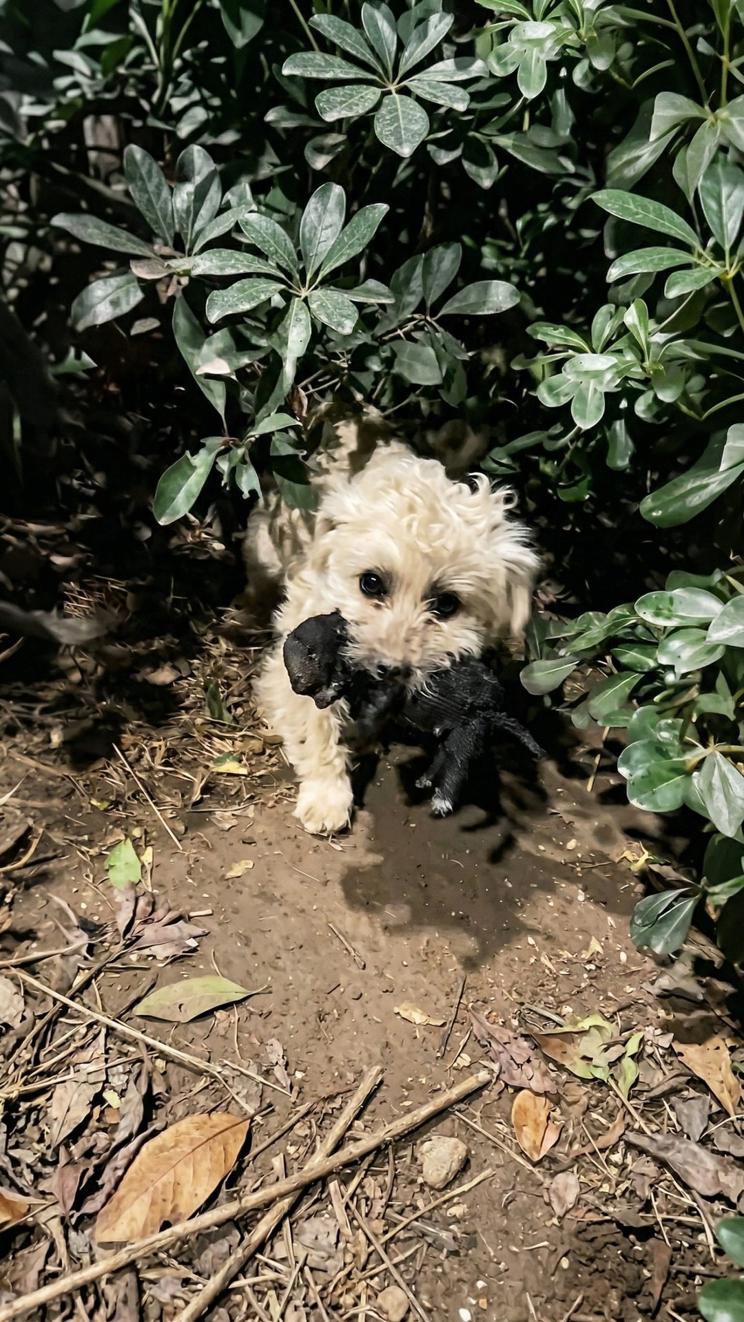 From the Bushes to Safety: A Stray Family's Fight Against Separation