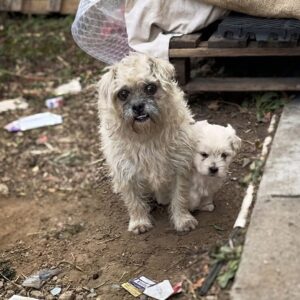 Stray Dog Leads Rescuer to Hidden Newborn Puppy in a Cardboard Box