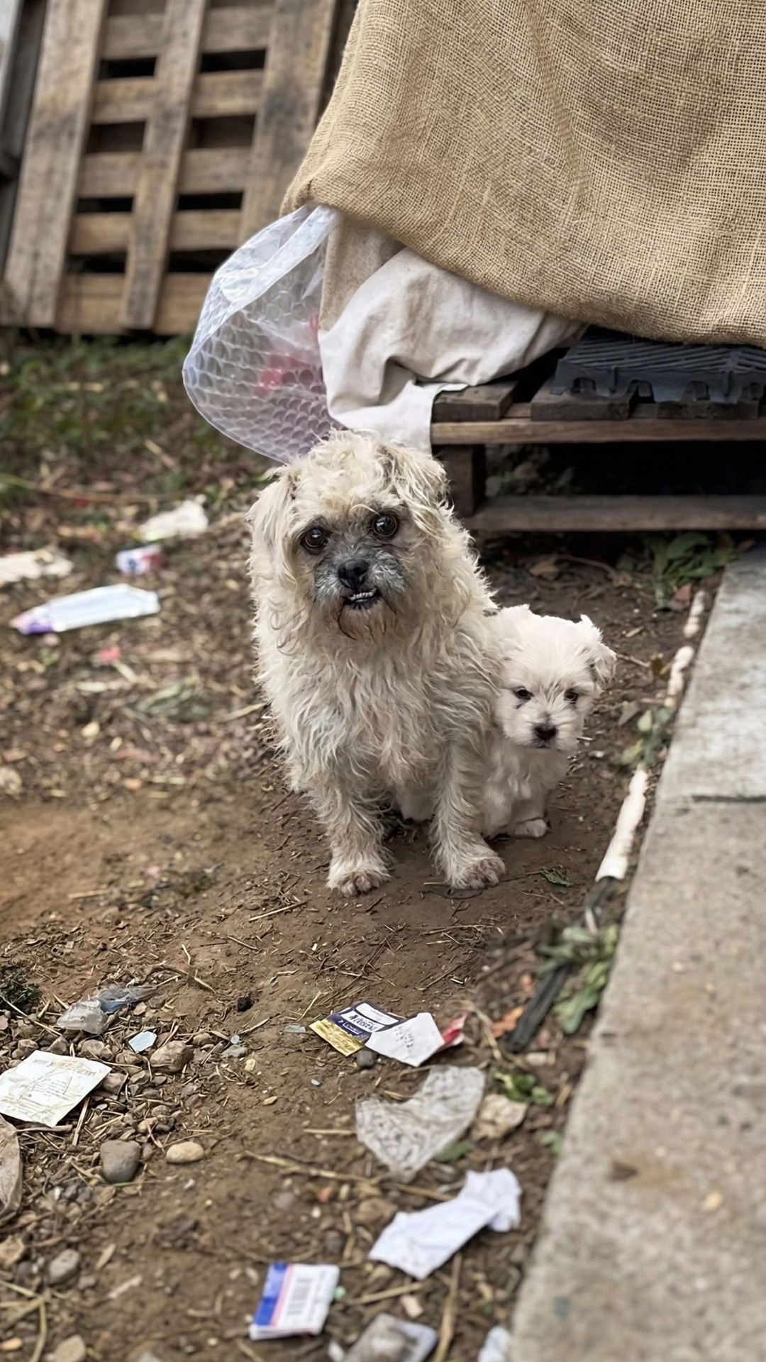 Stray Dog Leads Rescuer to Hidden Newborn Puppy in a Cardboard Box