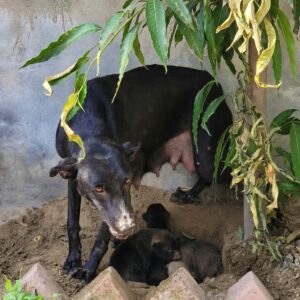 Rescue Team Finds Maggie and Her Newborn Puppies Behind a Wall