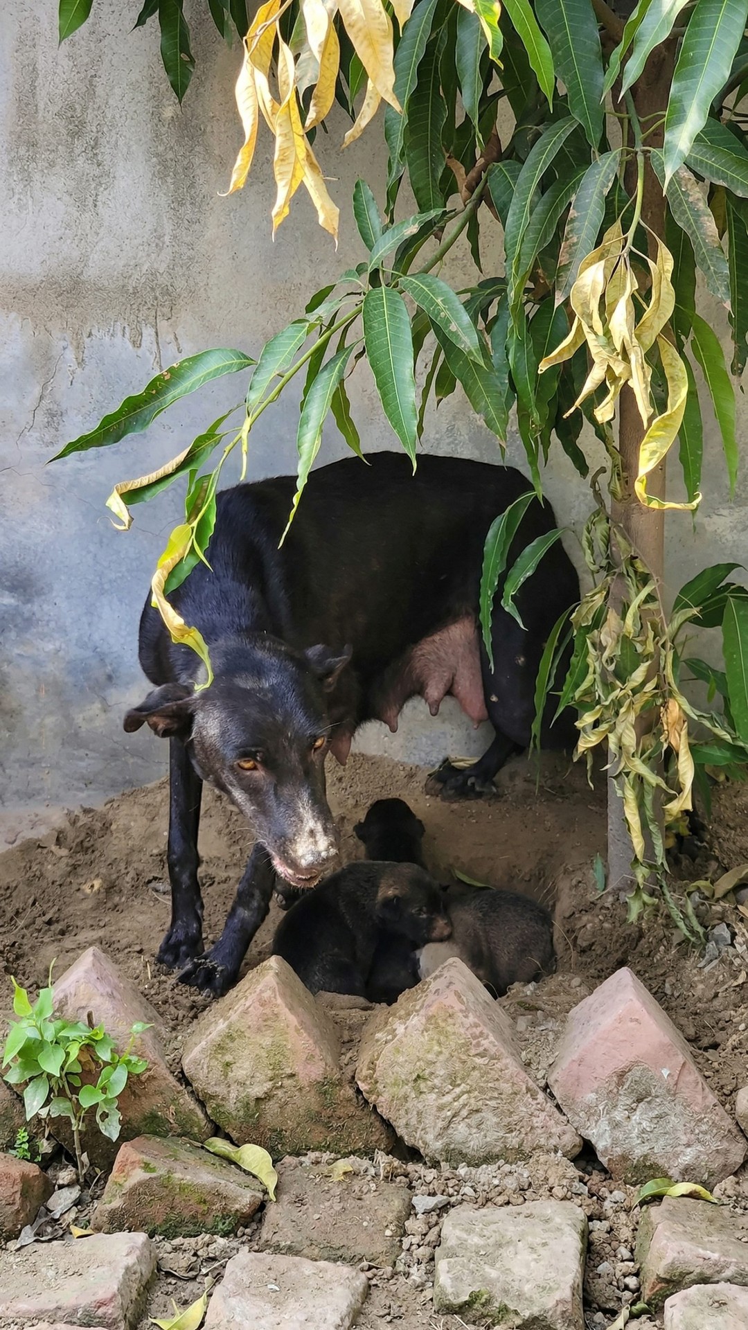 Rescue Team Finds Maggie and Her Newborn Puppies Behind a Wall