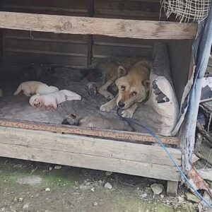 Seventeen-Year-Old Sooni's Remarkable Will to Nurture Her Newborns