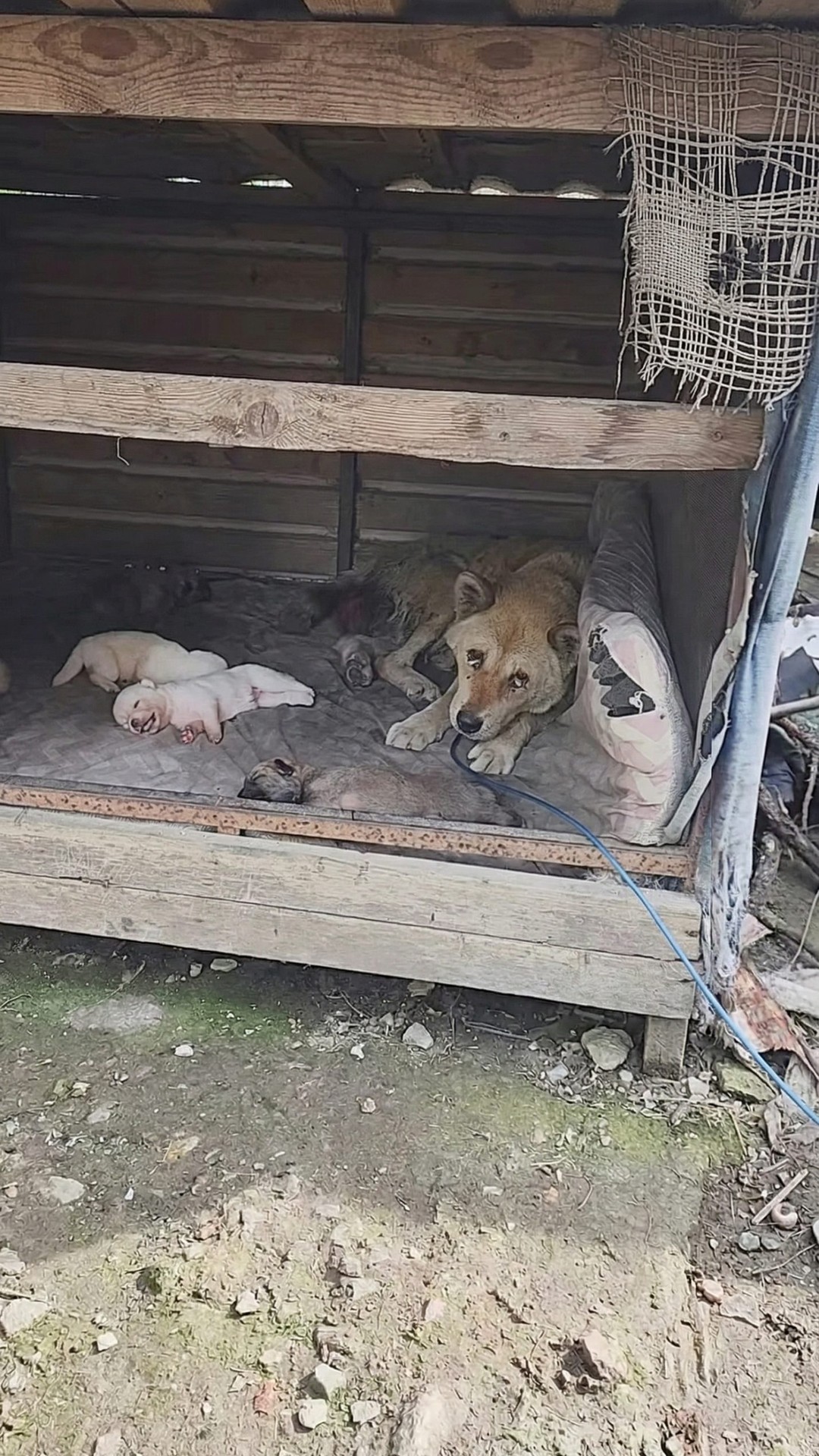 Seventeen-Year-Old Sooni's Remarkable Will to Nurture Her Newborns