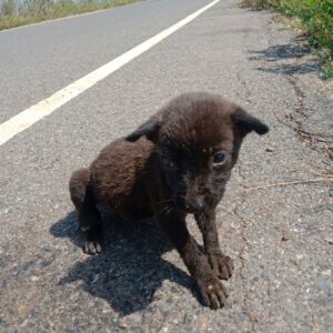 Starving Puppy Consumed Rocks to Survive Before Rescue