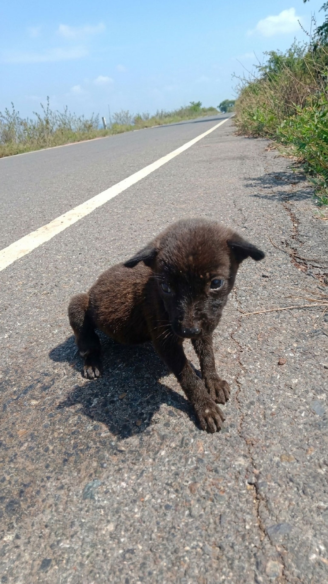 Starving Puppy Consumed Rocks to Survive Before Rescue