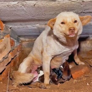 Five Puppies Thrive as Their Mother Overcomes Freezing Conditions