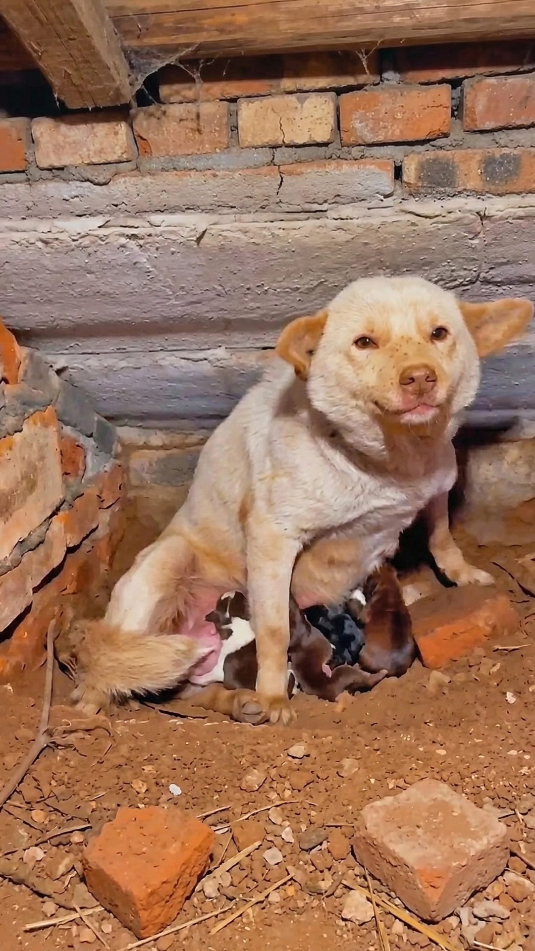 Five Puppies Thrive as Their Mother Overcomes Freezing Conditions