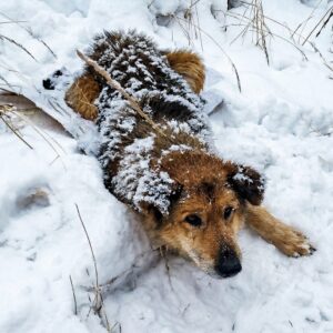 Mishka's Recovery: From the Shadows of Trauma to Standing Strong in Nine Days