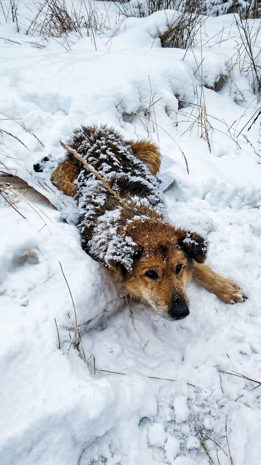 Mishka's Recovery: From the Shadows of Trauma to Standing Strong in Nine Days
