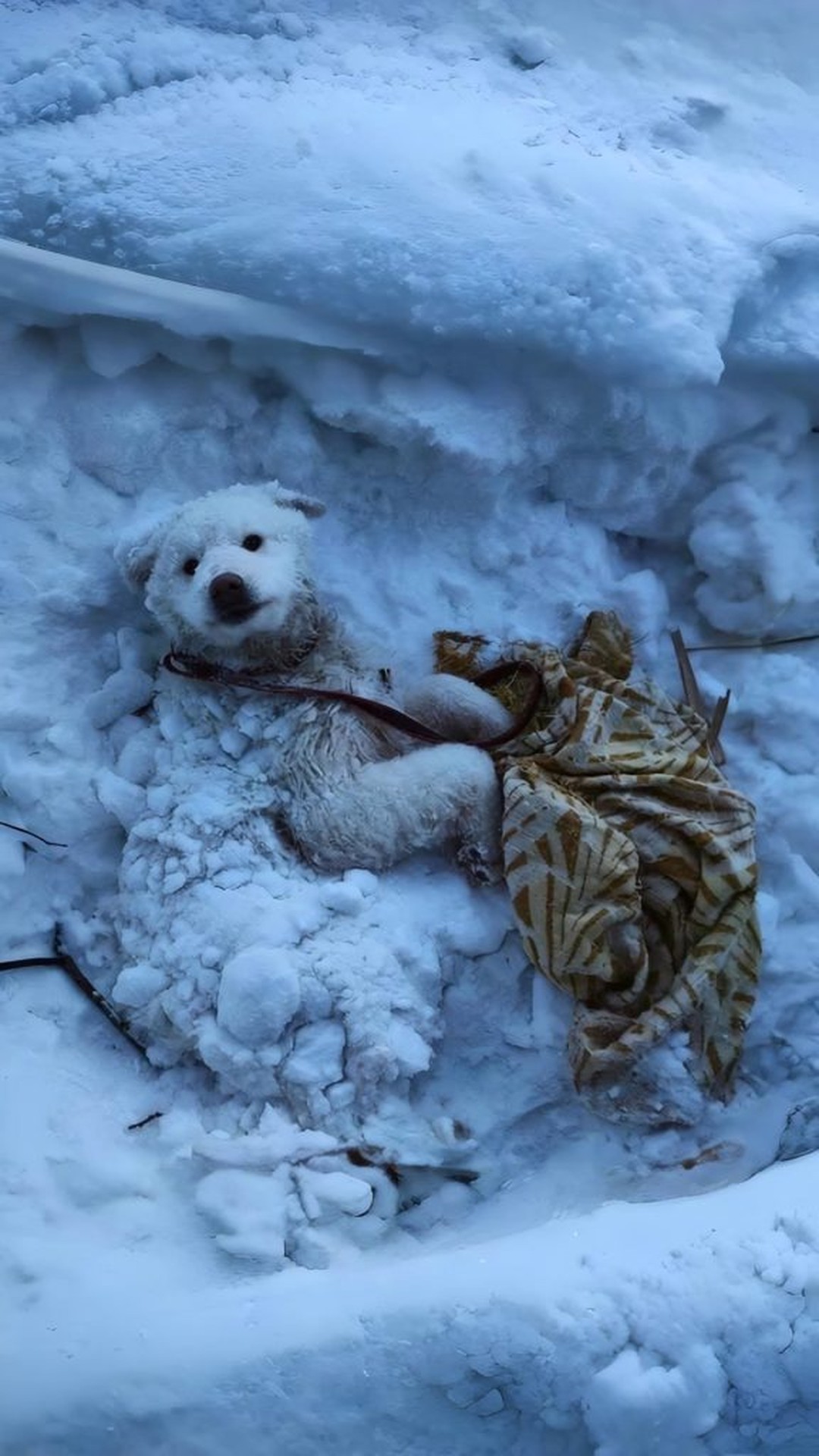 From Frozen in Snow to Taking First Steps: Billy's Journey