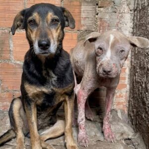 Rescue of Two Dogs Leads to Life-Changing Transformations After Months of Neglect