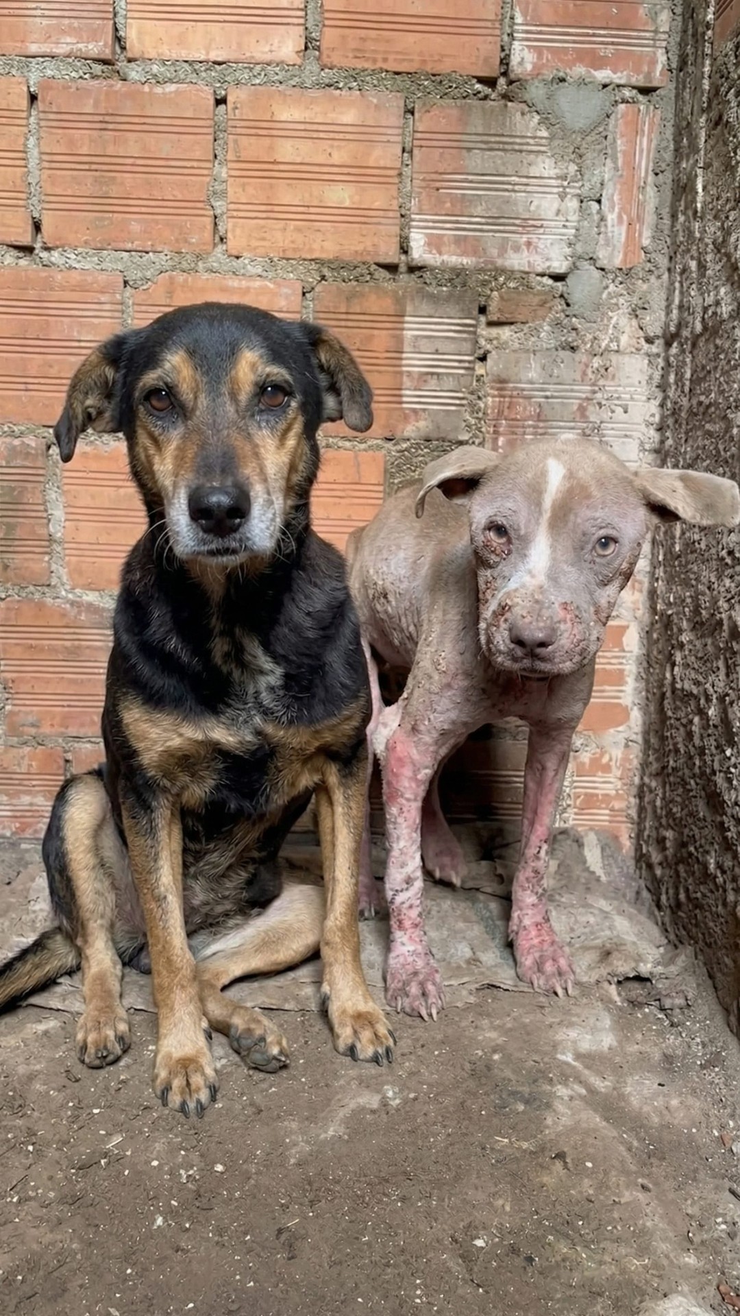 Rescue of Two Dogs Leads to Life-Changing Transformations After Months of Neglect