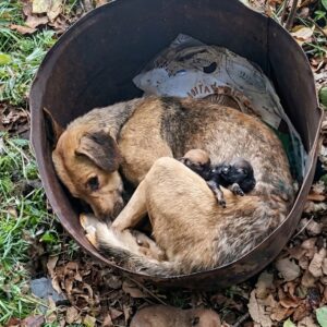 Rescue Team Finds Emaciated Mother Dog Guarding Surviving Puppies in Mountain Fog