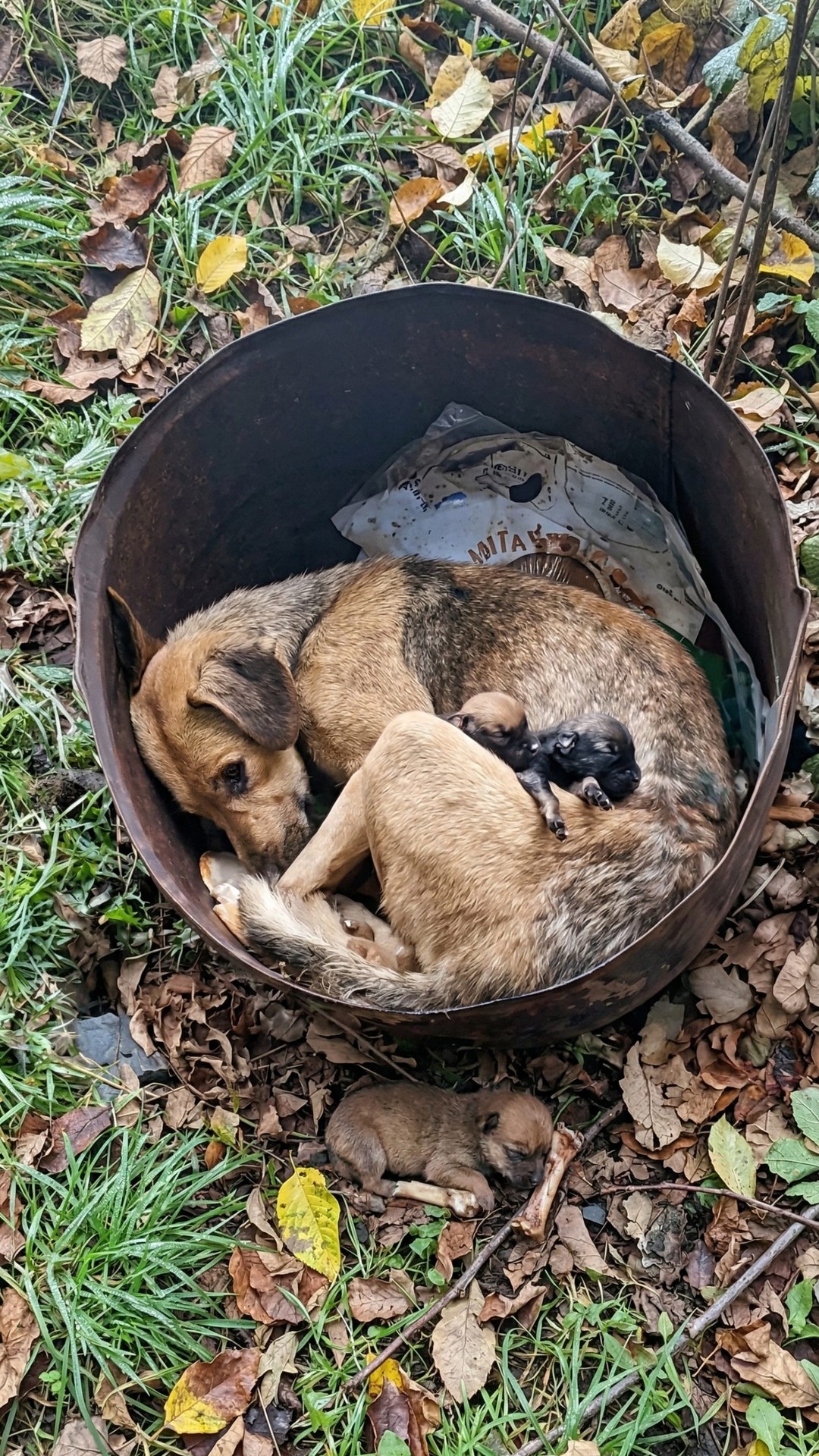 Rescue Team Finds Emaciated Mother Dog Guarding Surviving Puppies in Mountain Fog