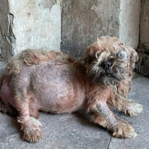Canela's Silent Labor: A Mother's Struggle to Protect Her Puppies