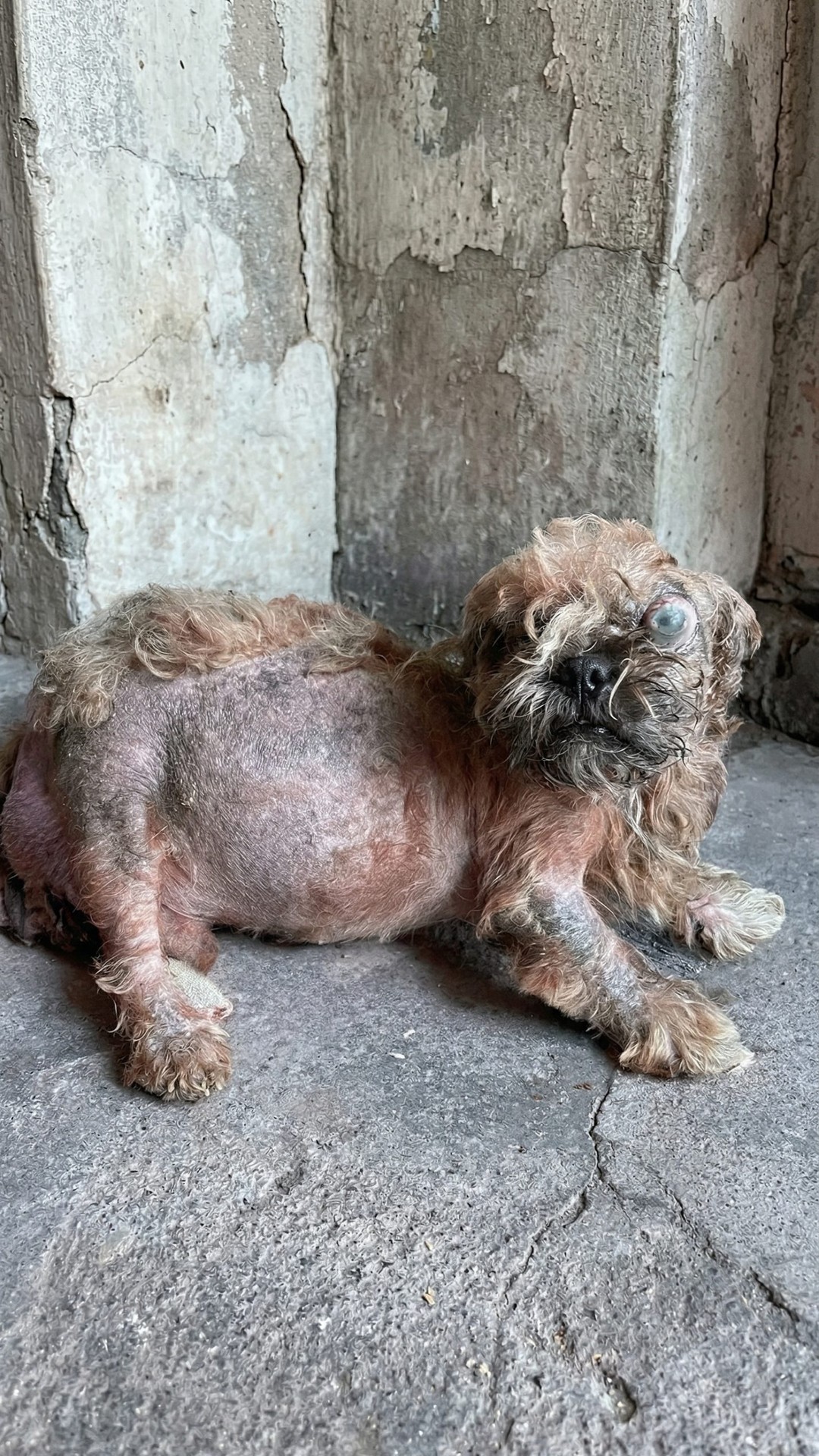 Canela's Silent Labor: A Mother's Struggle to Protect Her Puppies