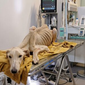 Valentim Gains Life-Saving Weight After Rescue from Abandonment